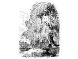 Weeping willow, (Salix Babylonica), leaves & tree. Heb. `aRaBIM. (Lev.23.40, Job.40.22, Ps.137.2, Is.15.7, 44.4)